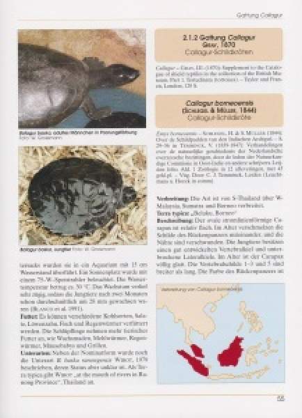 Preview: Asiatische Sumpfschildkröten